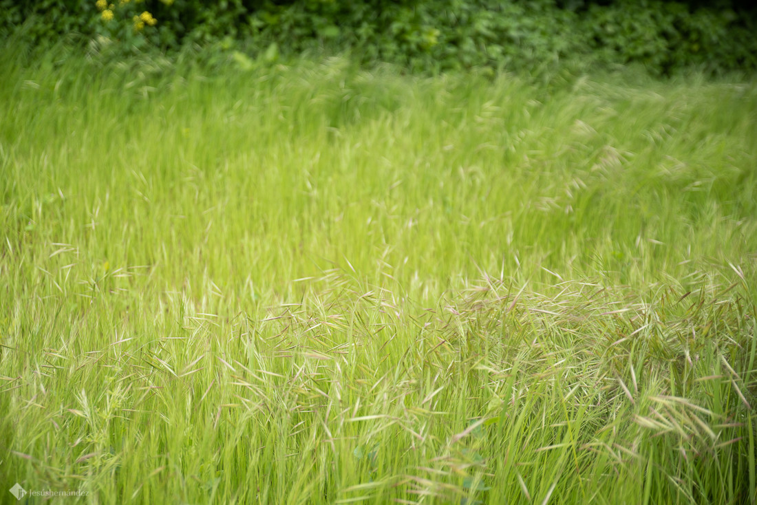 jesus_hernandez_fotografo_bodas_cadiz 009