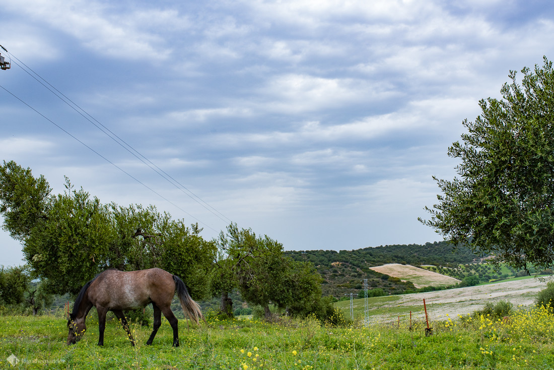 jesus_hernandez_fotografo_bodas_cadiz 010
